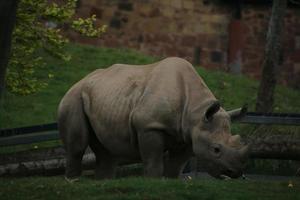 A view of a Rhino photo