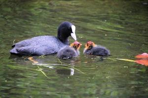 A view of a Coot photo