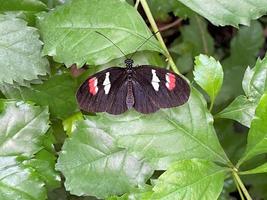 A view of a Buterfly photo