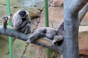 A view of a Gibbon photo