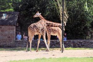 A view of a Giraffe photo