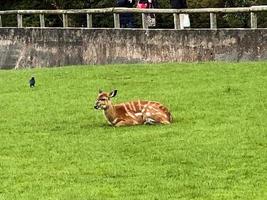 A view of a Deer photo