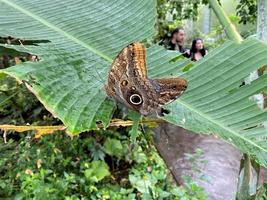 una vista de una mariposa foto