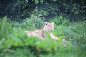 una vista de un león africano foto