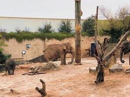 una vista de un elefante foto