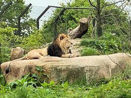 una vista de un león africano foto