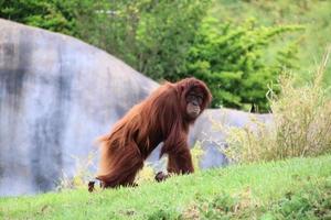 A view of an Oragutan photo