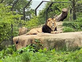 una vista de un león africano foto