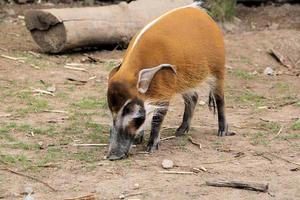 A view of a Red River Hog photo