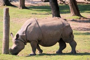 A view of a Rhino photo