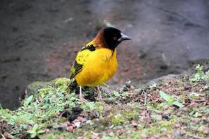 una vista de un pájaro tejedor foto