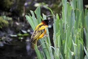 A view of a Weaver Bird photo
