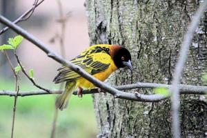 A view of a Weaver Bird photo