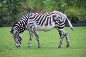 A view of a Zebra photo