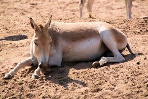 A view of a Wild Horse photo