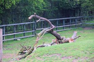 A view of Chester Zoo photo