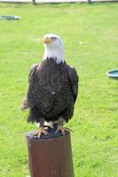 una vista de un águila calva americana foto