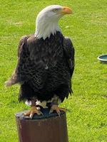 una vista de un águila calva americana foto