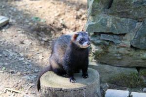 A view of a Pine Martin photo