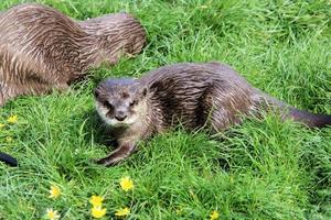 A view of an Otter photo