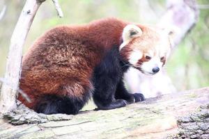 A view of a Red Panda photo