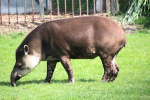 una vista de un tapir foto