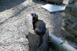 A view of a Pine Martin photo