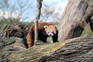 A view of a Red Panda photo