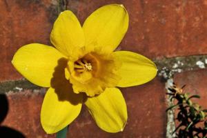 A view of a Dafodil photo