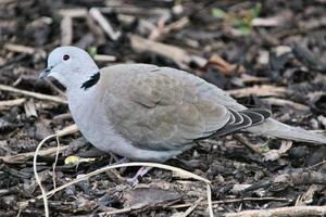 A view of a Collared Dove