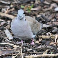 A view of a Collared Dove
