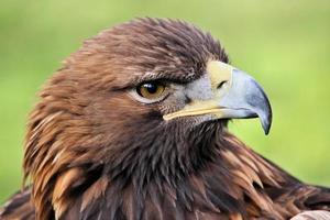 una vista de un águila real foto