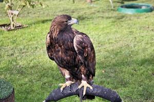 una vista de un águila real foto