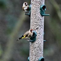 A view of a Goldfinch photo