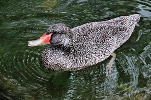 A view of a Freckled Duck photo