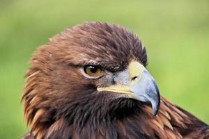 A view of a Golden Eagle photo