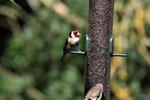 A view of a Goldfinch photo