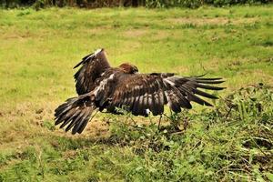 A view of a Golden Eagle photo