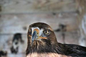 A view of a Golden Eagle photo