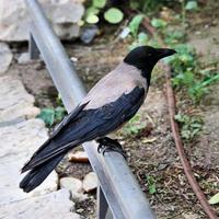 A view of a Hooded Crow photo