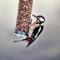 A view of a Great Spotted Woodpecker photo