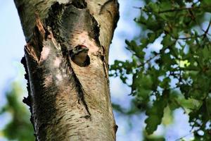 A view of a Great Spotted Woodpecker photo