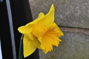 A view of a Dafodil photo