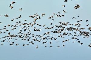 A view of a Pink Footed Goose photo