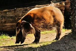 A view of a Red River Hog photo