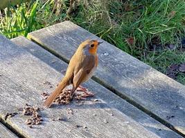 A view of a Robin photo