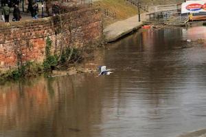 A view of a Heron photo