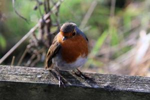 A view of a Robin photo