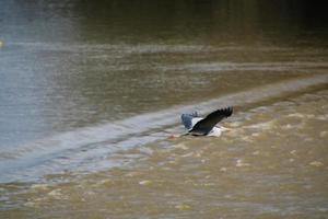 A view of a Heron photo