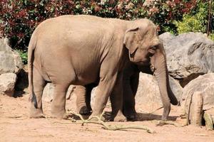 una vista de un elefante foto